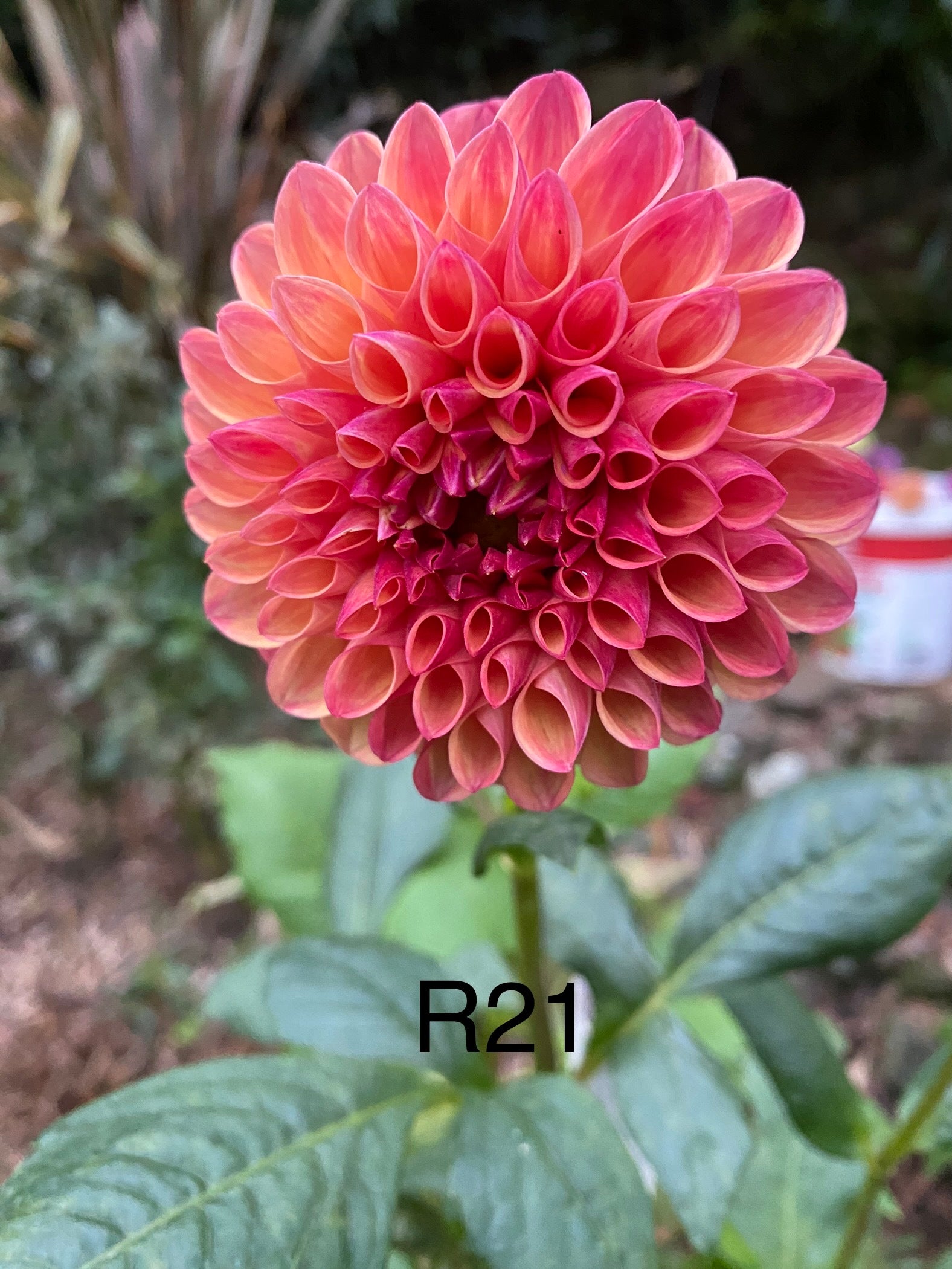 HILLVIEW JUPITER Dahlias & Roses